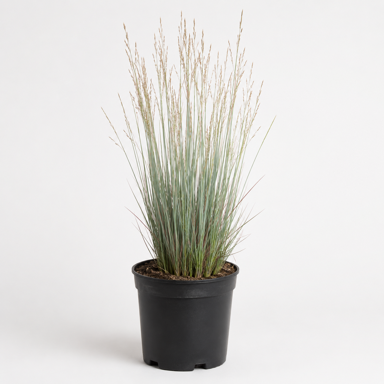 Standing Ovation Little Bluestem