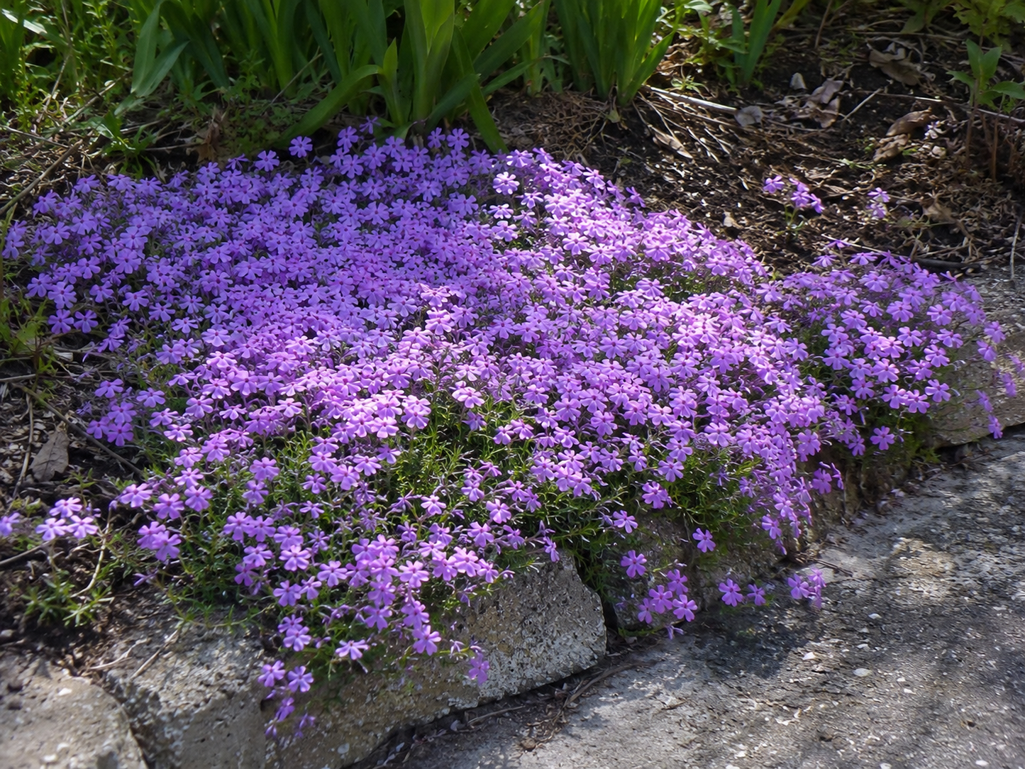 Spring Lilac Creeping Phlox