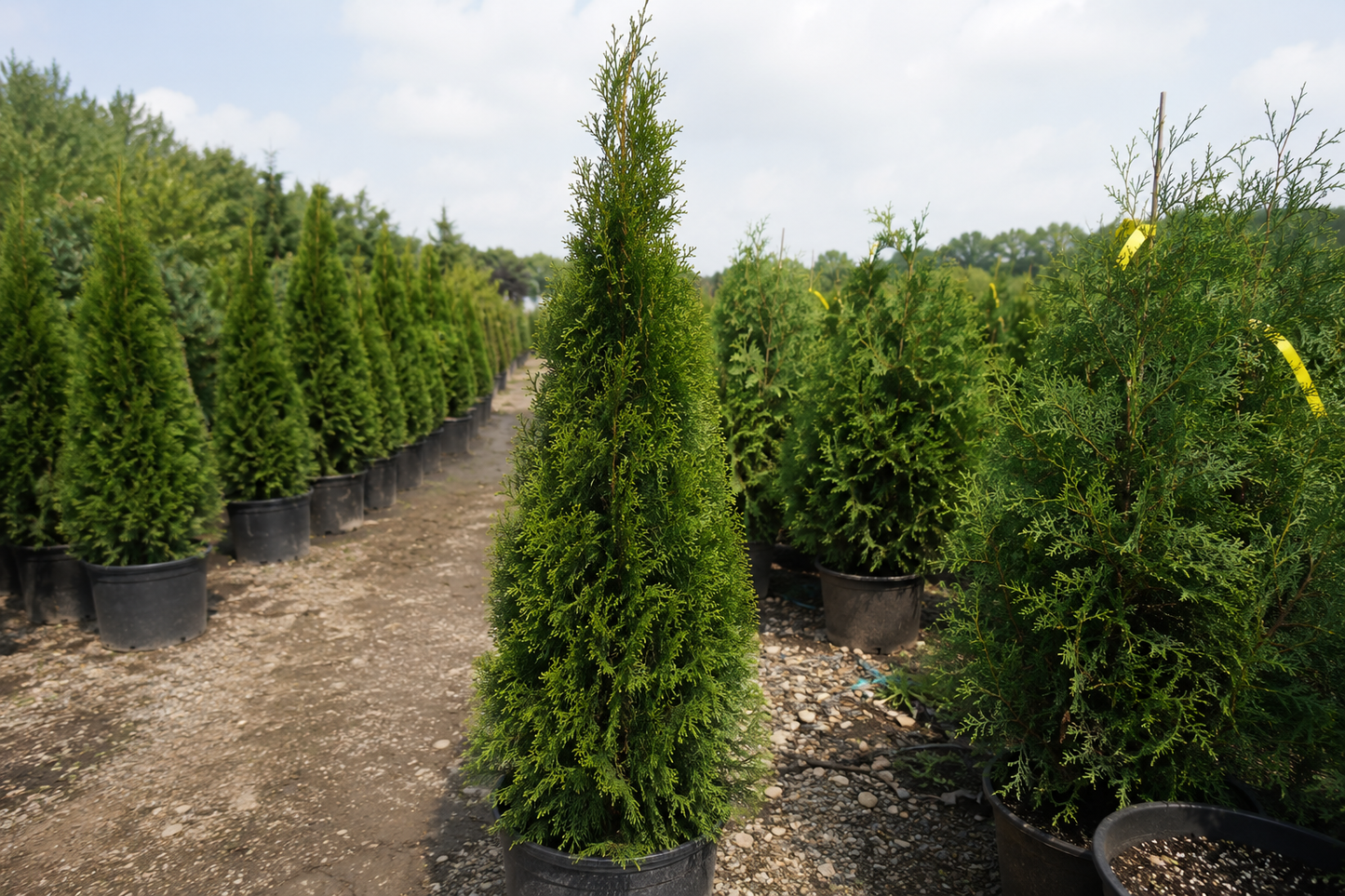 Steeplechase Cedar