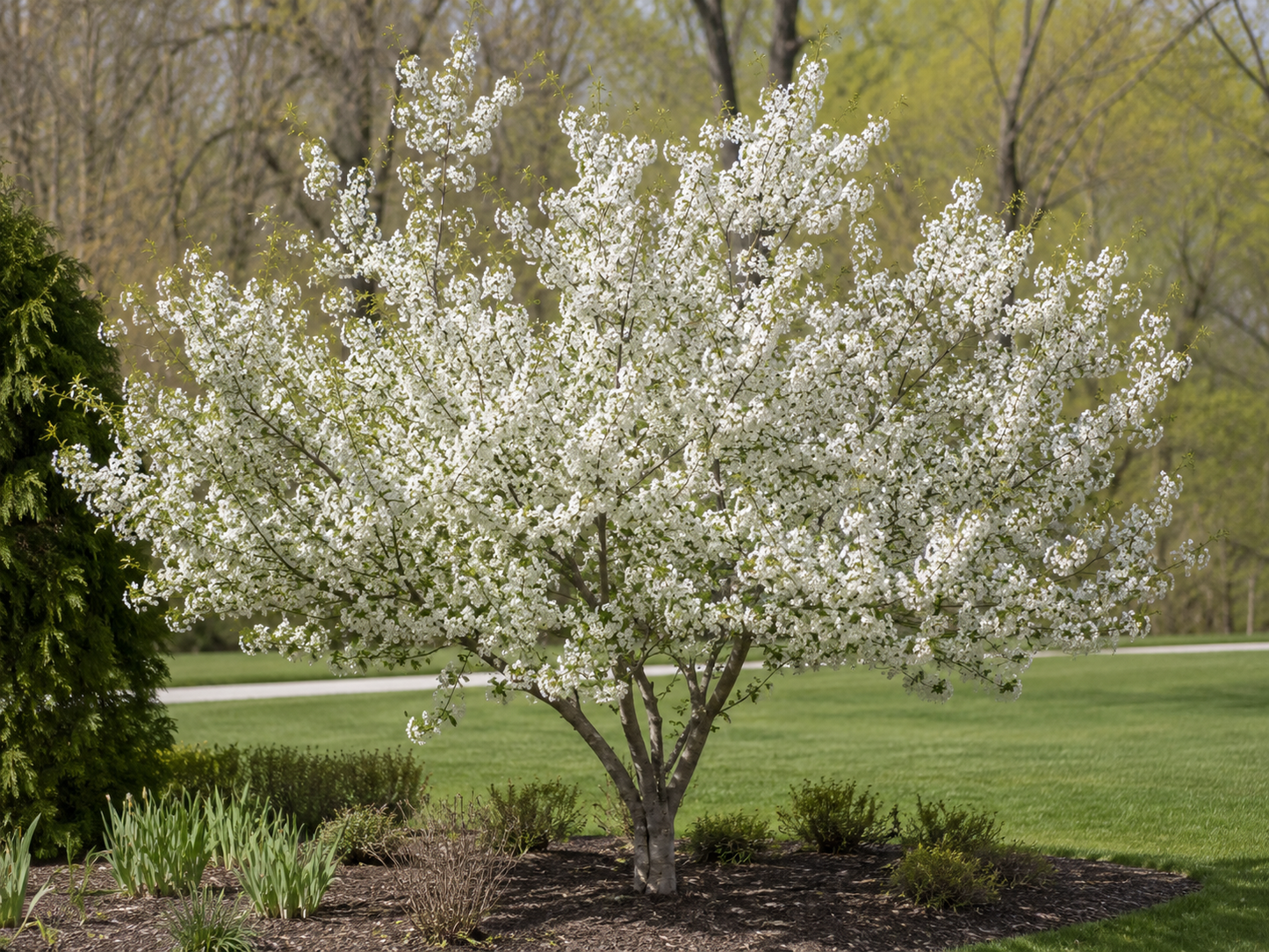 Snowdrift Crabapple