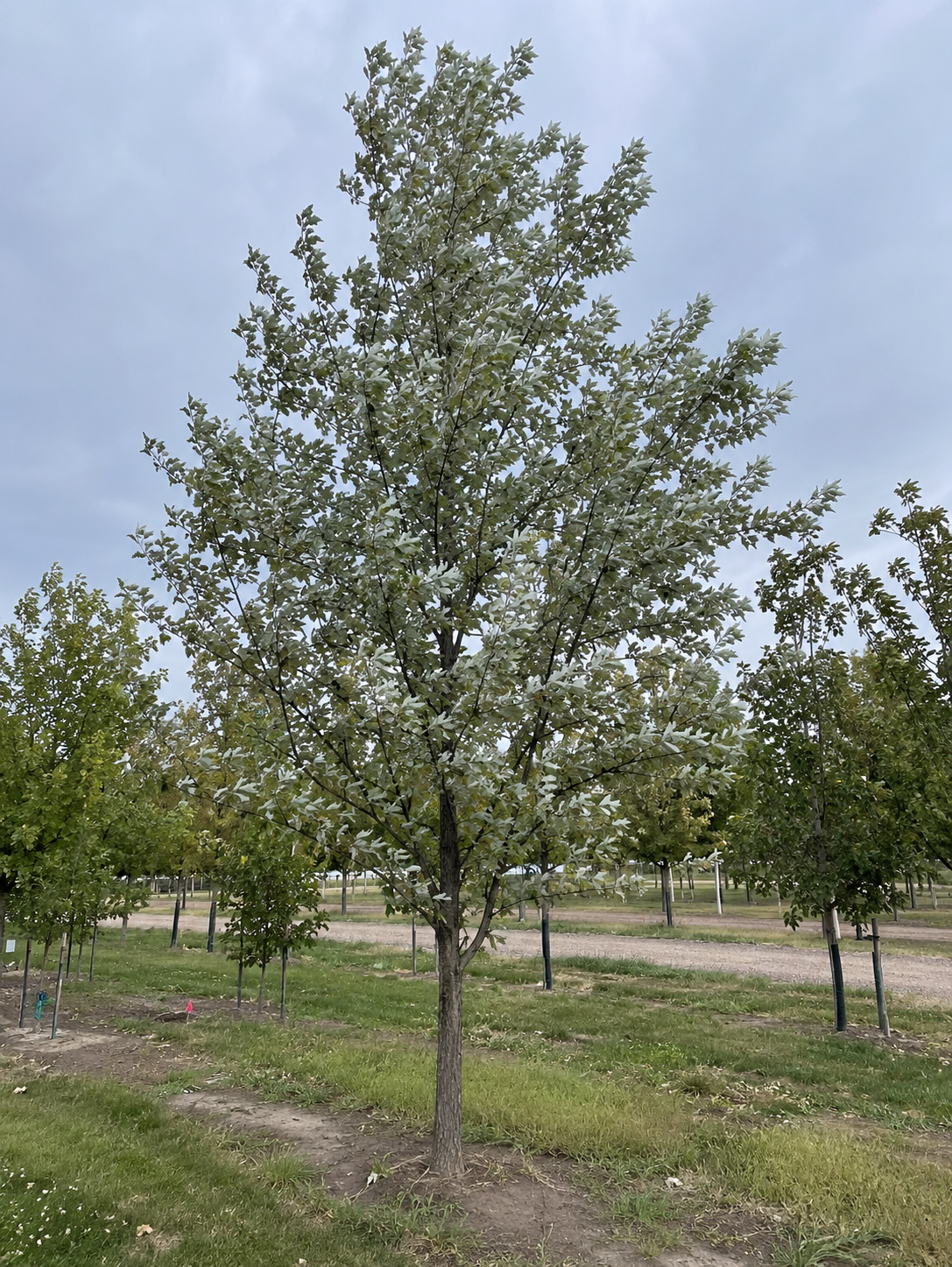 Silver Queen Maple