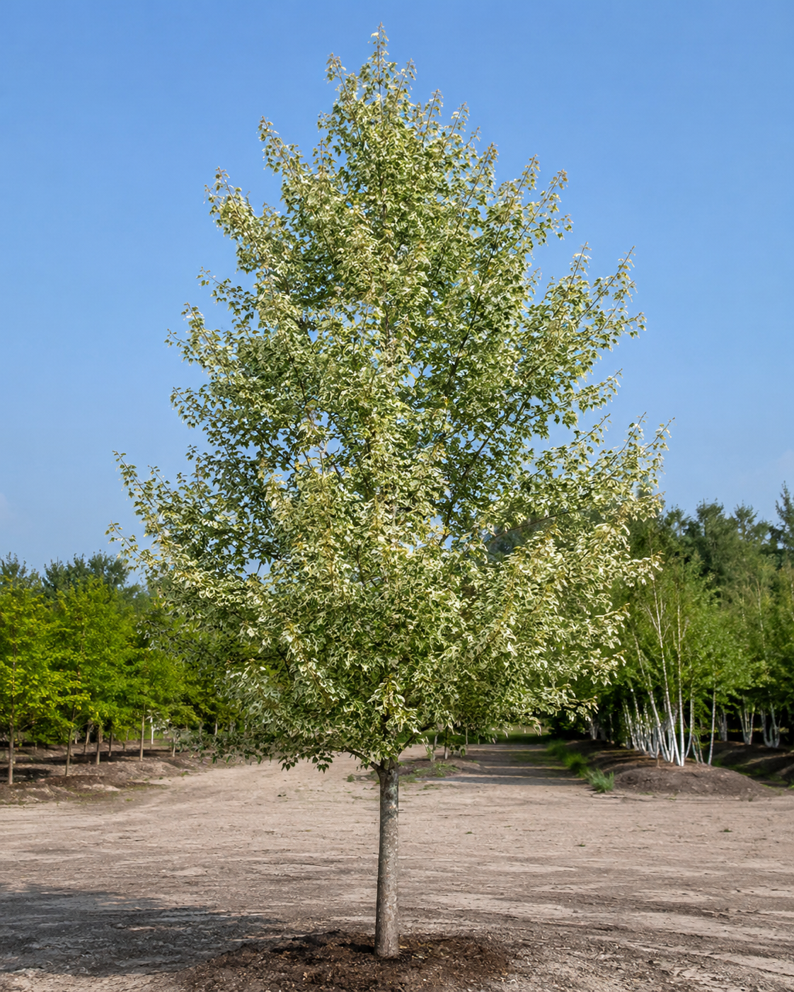 Silver Variegated Maple