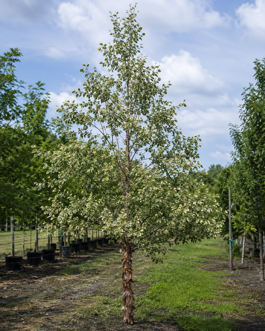 Shiloh Splash Birch