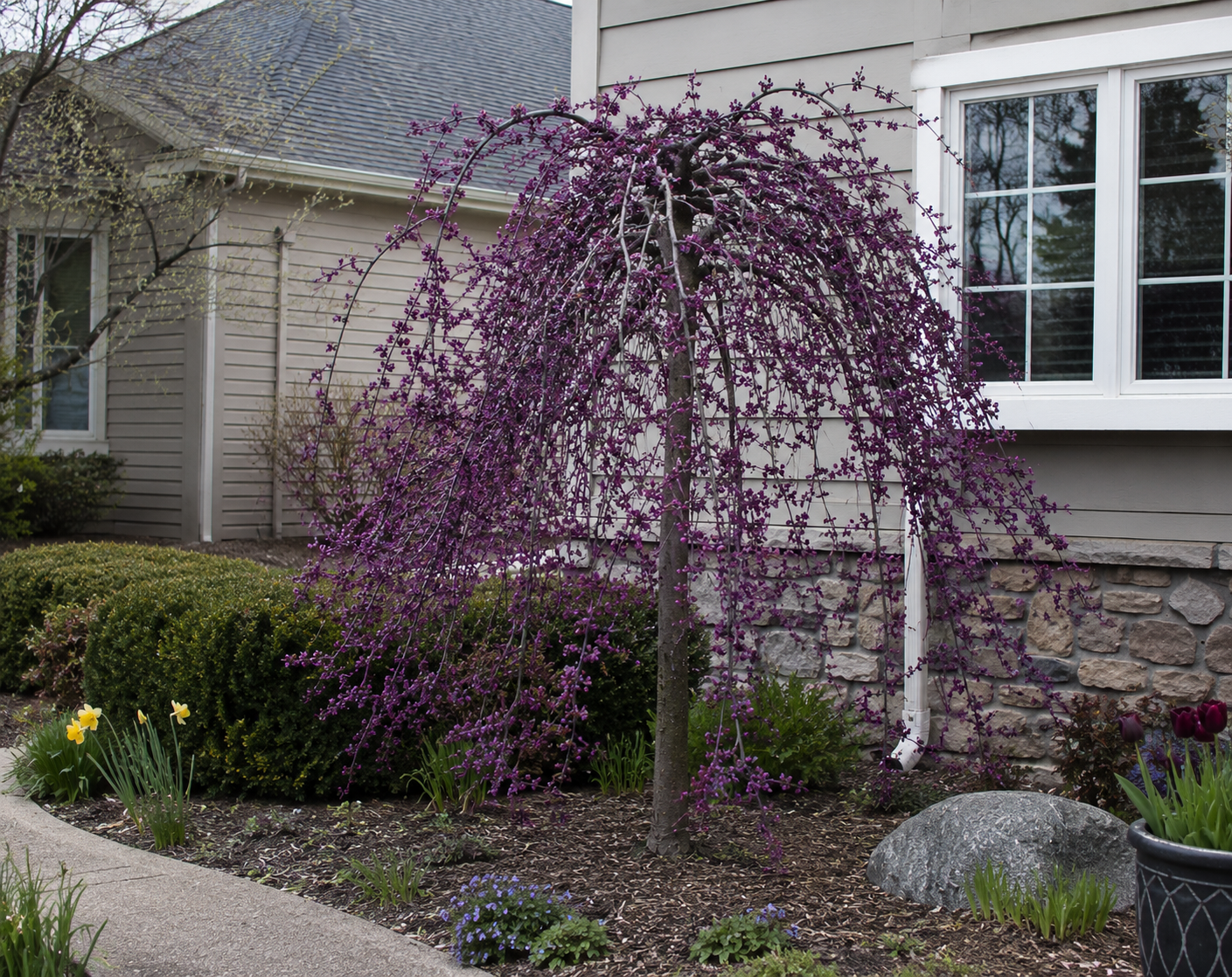 Ruby Falls Eastern Redbud