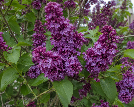 Royalty Preston Lilac