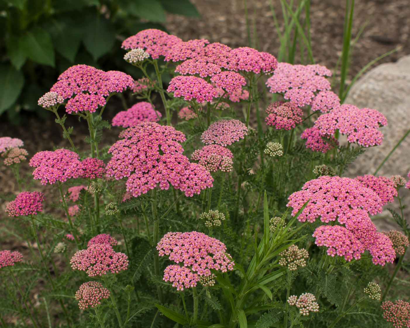 Rose Yarrow