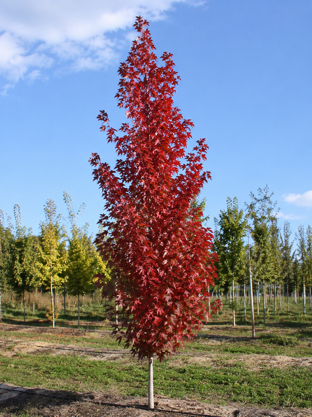 Red Rocket Red Maple