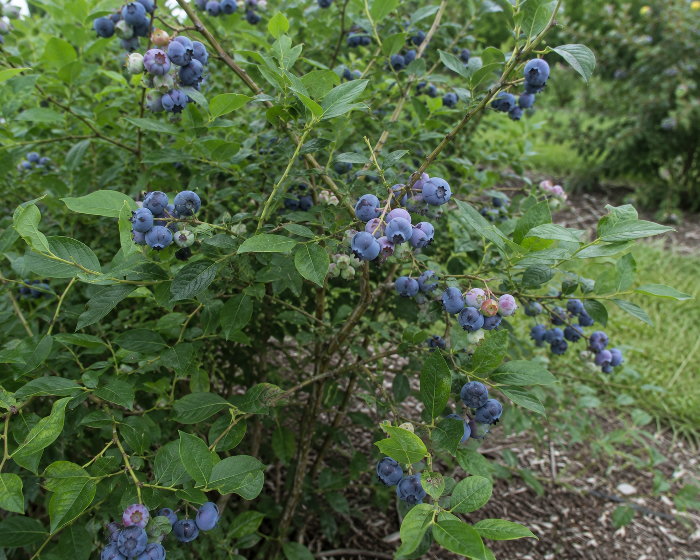 Polaris Blueberry