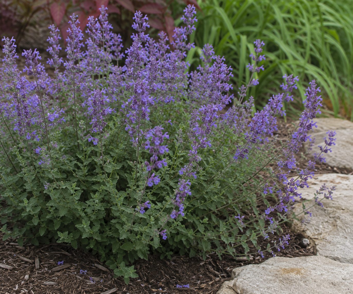 Prelude™ Purple Catmint