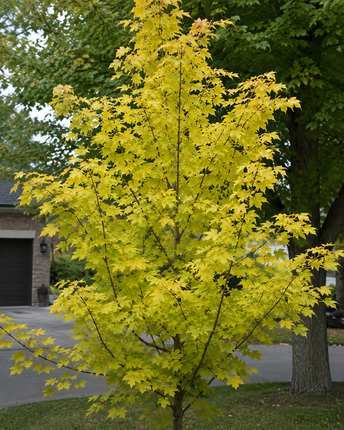 Princeton Gold Maple