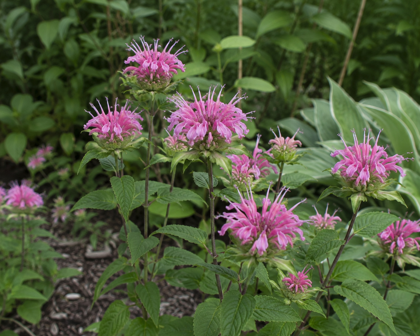 Pink Bee Balm