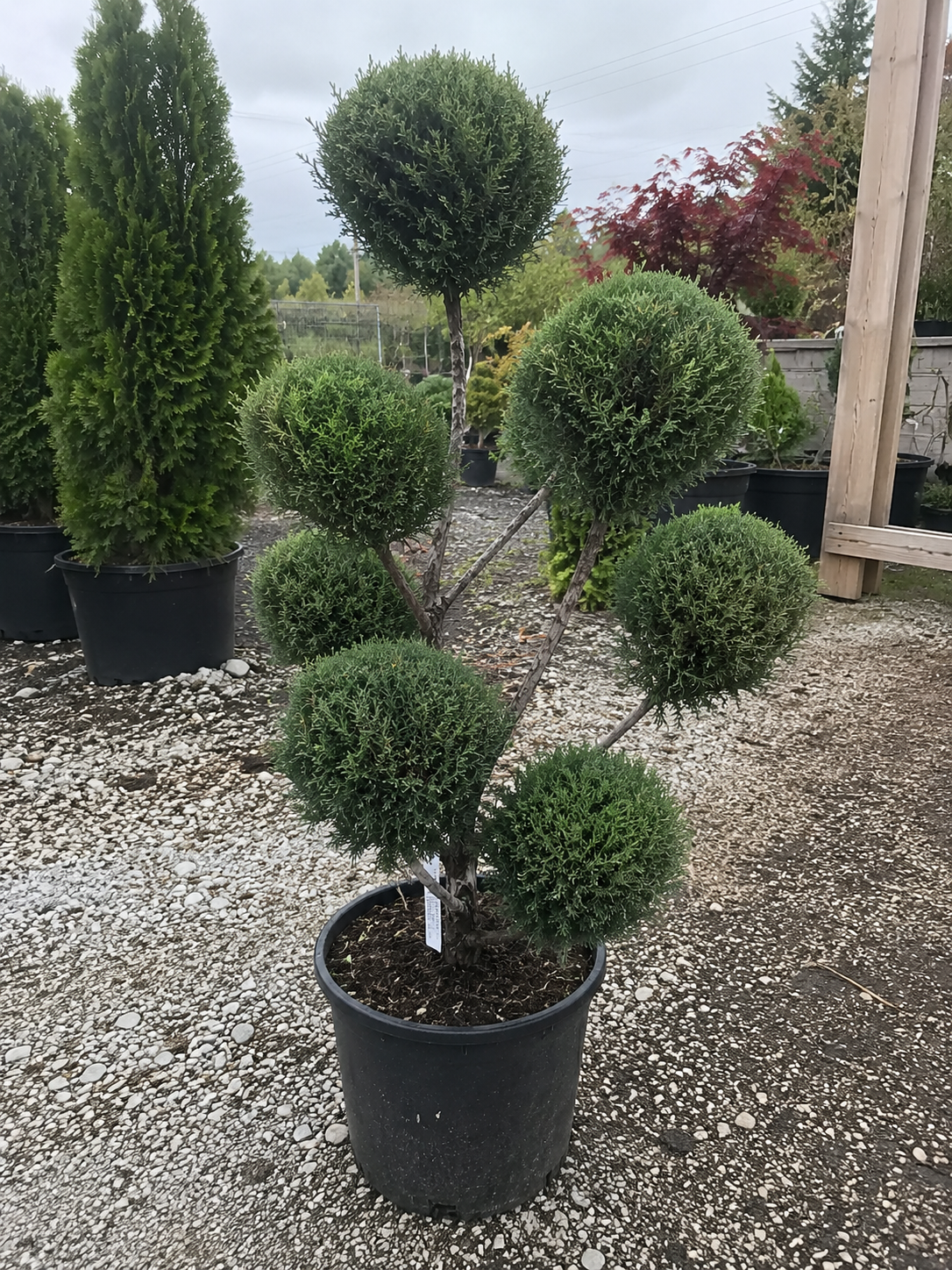 Sea Green Juniper - topiary