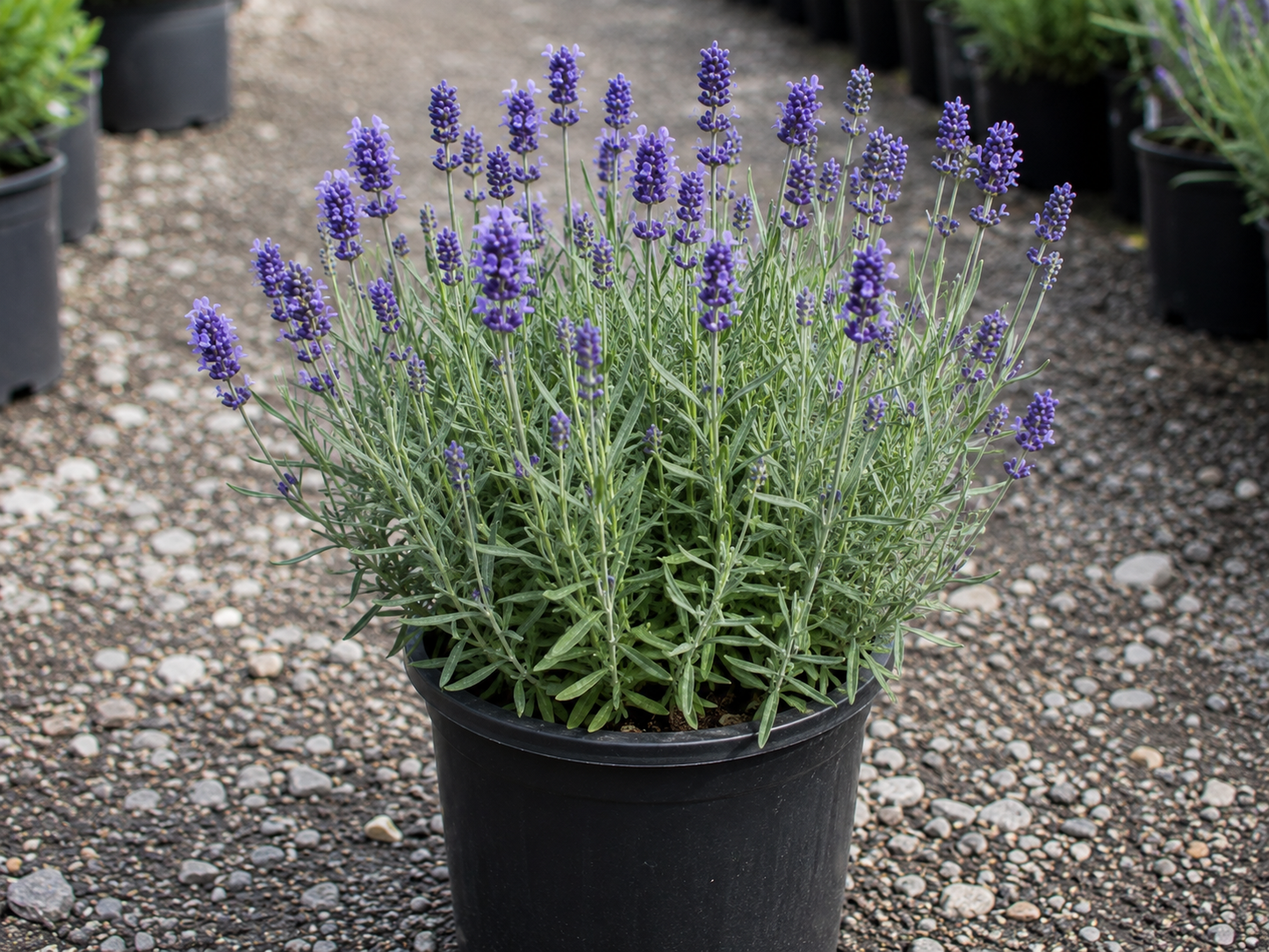 Scent™ Blue Lavender