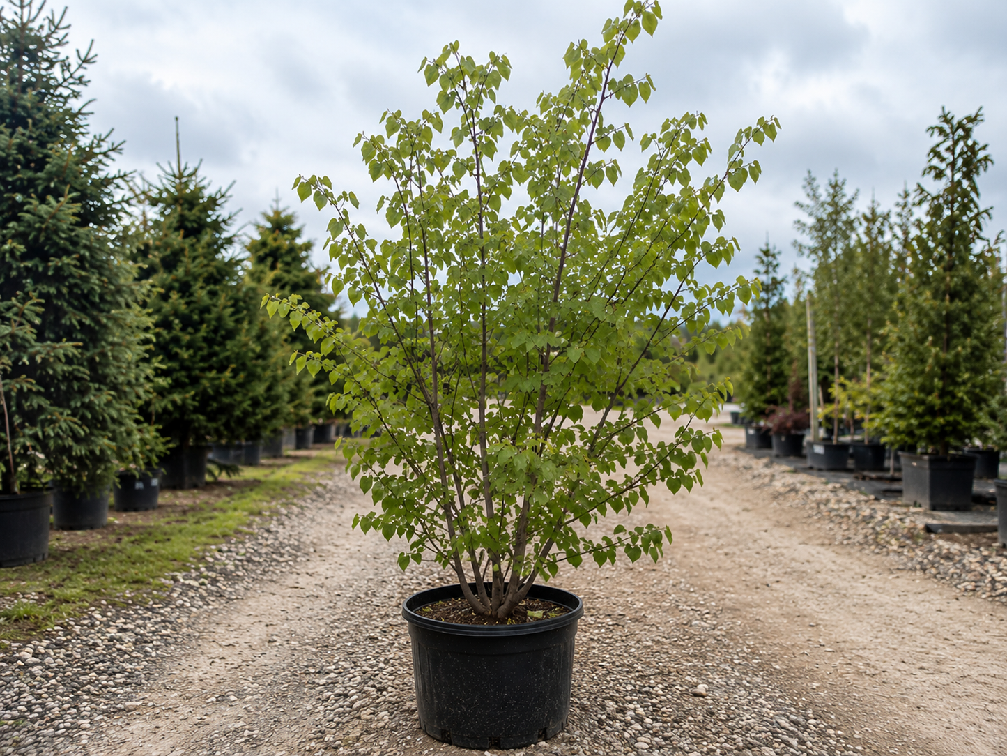 Northern Lites™ Eastern Redbud