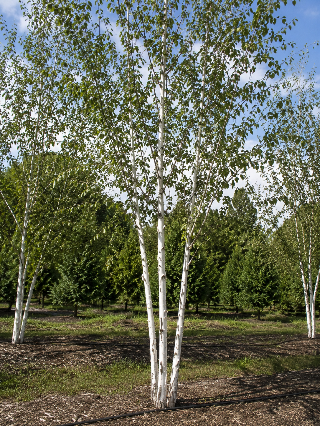 Paper Birch