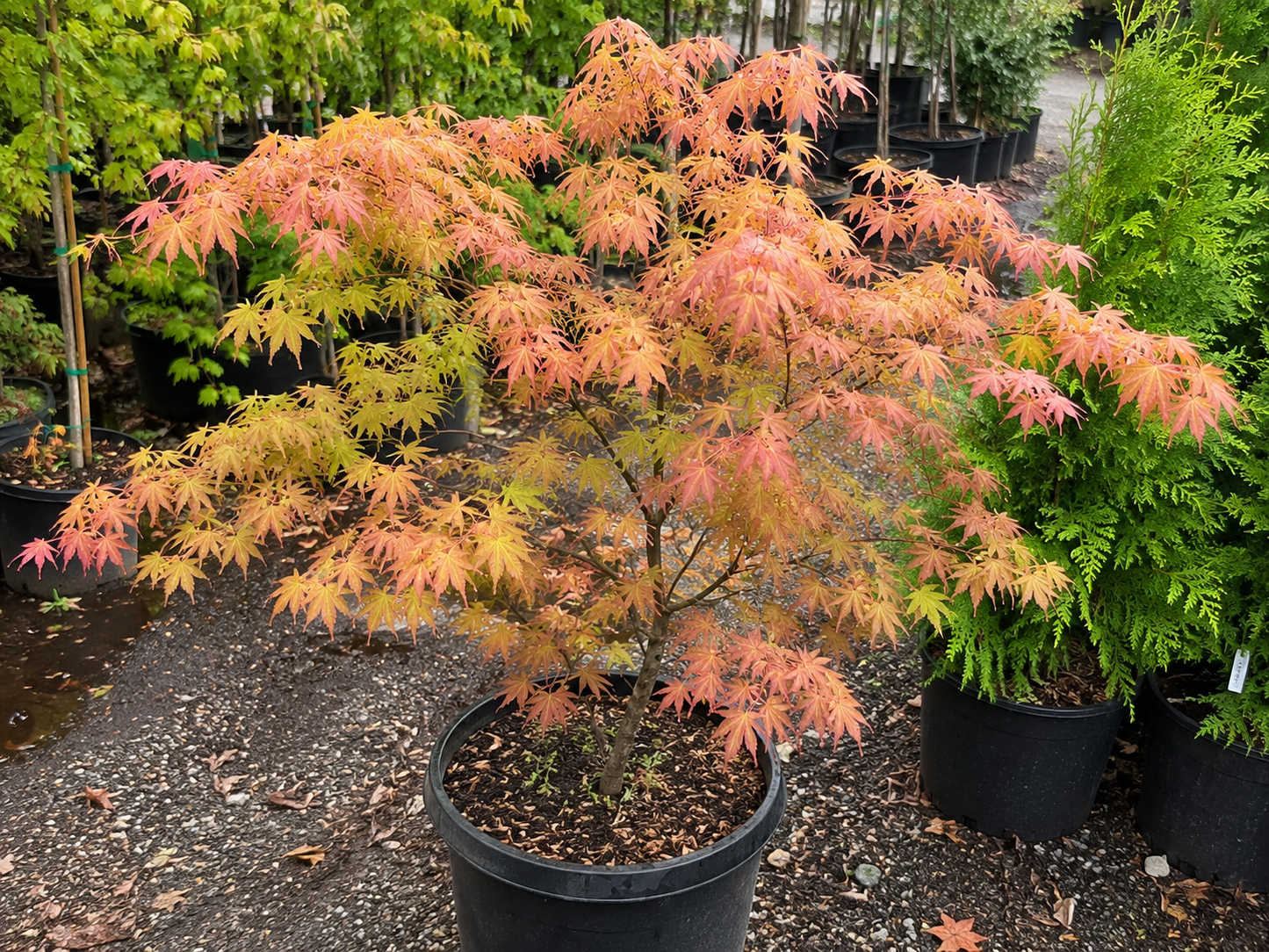 Otaki Full Moon Japanese Maple