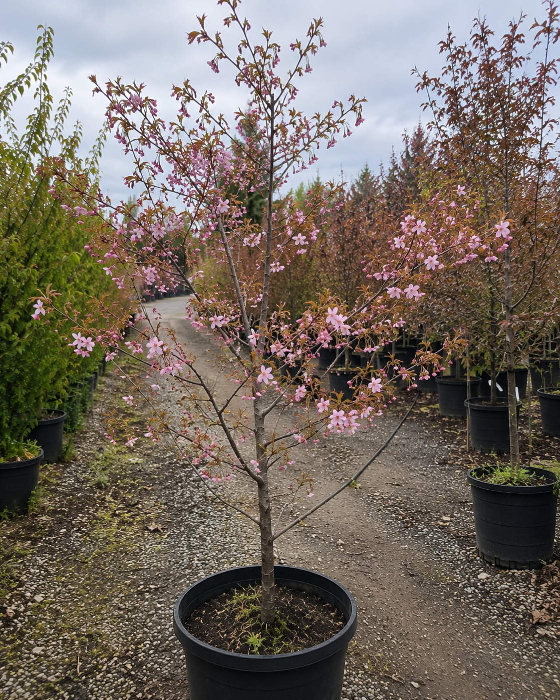 Okame Cherry Tree
