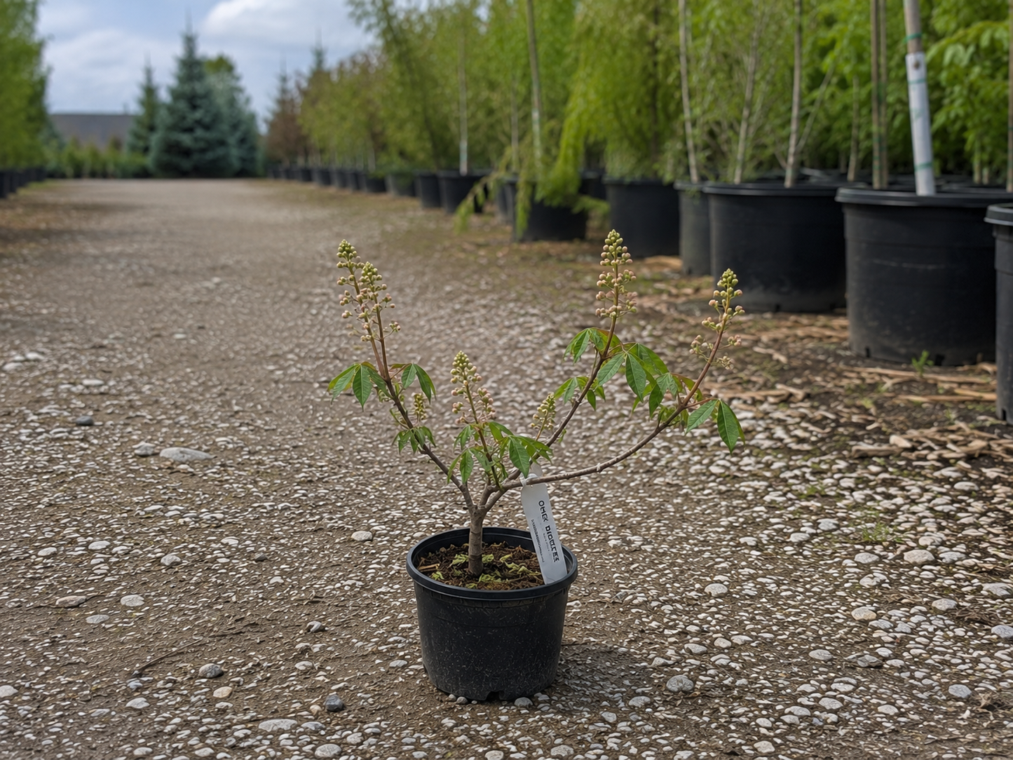 Ohio Buckeye