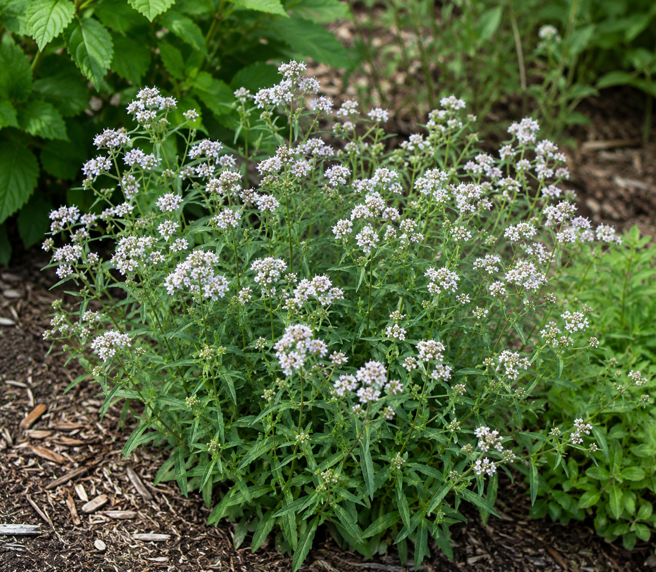 Narrowleaf Mountain Mint