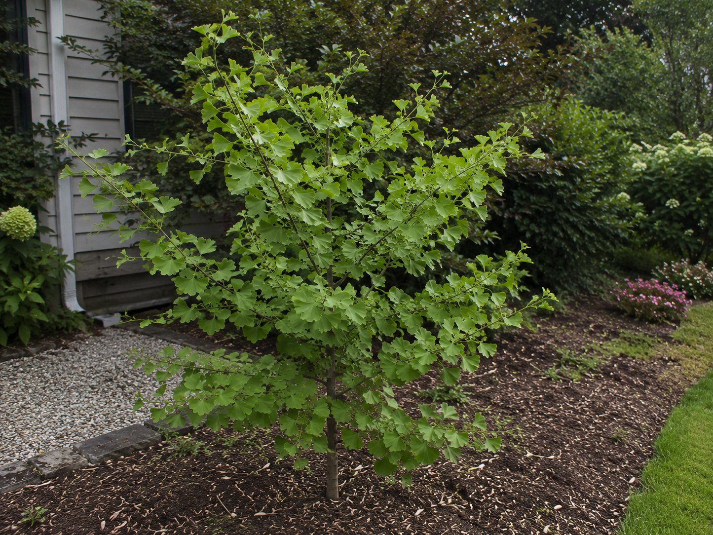 Menhir Maidenhair Tree