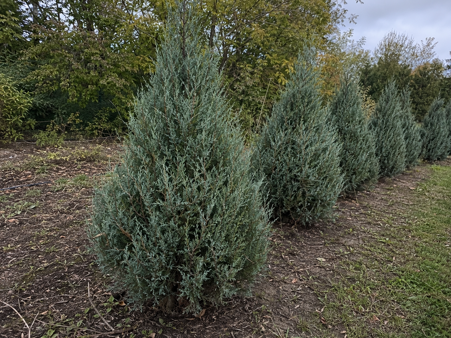 Medora Juniper