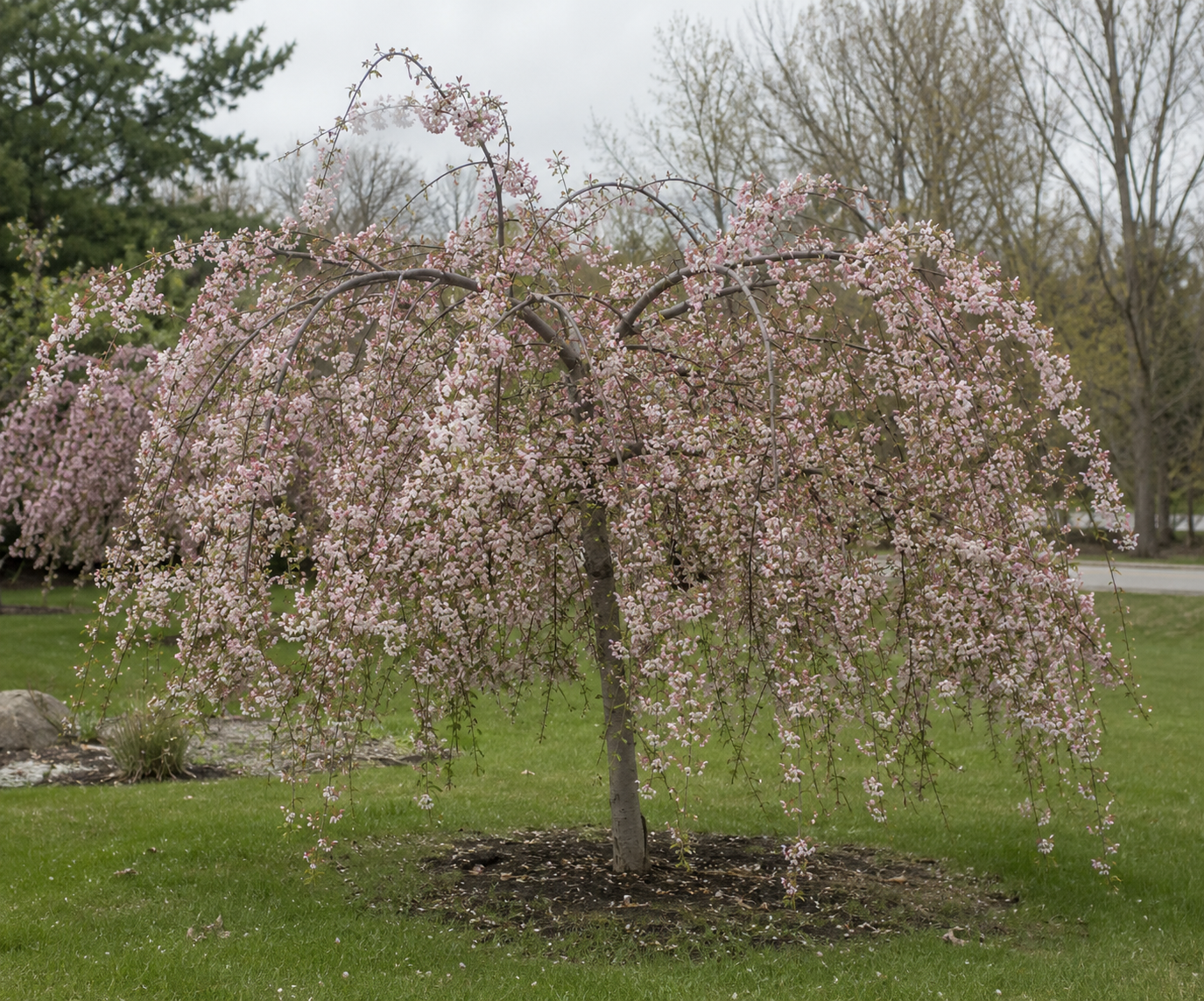 Louisa Weeping Crabapple