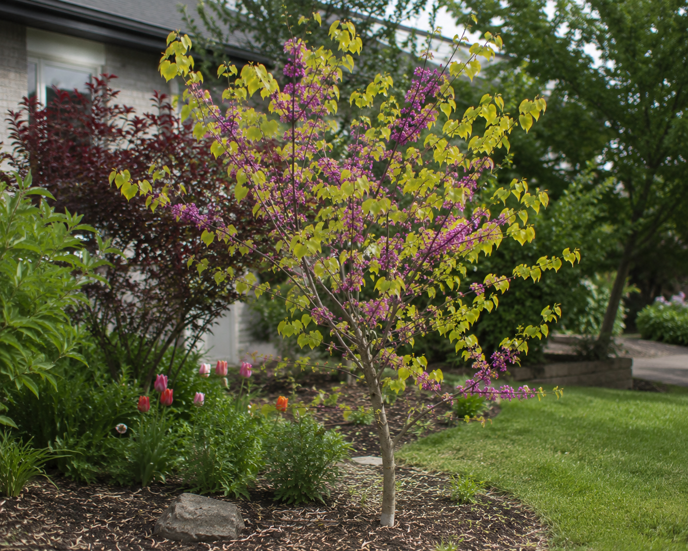 Hearts of Gold Eastern Redbud