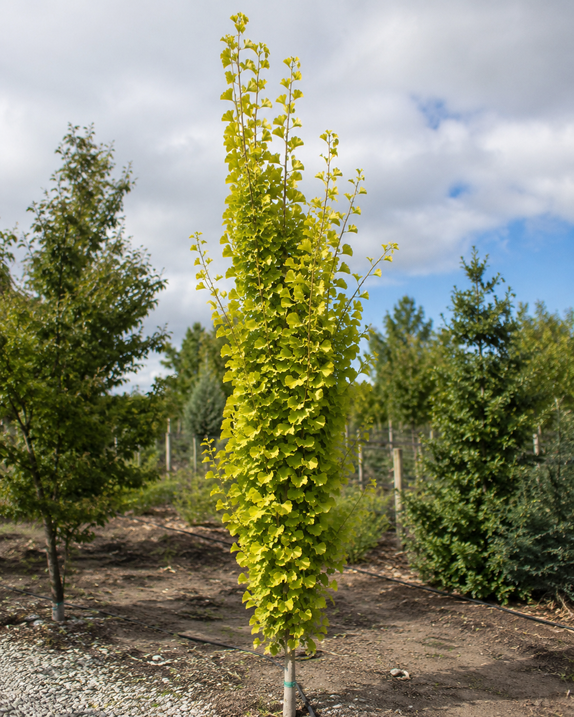 Golden Colonnade® Ginkgo