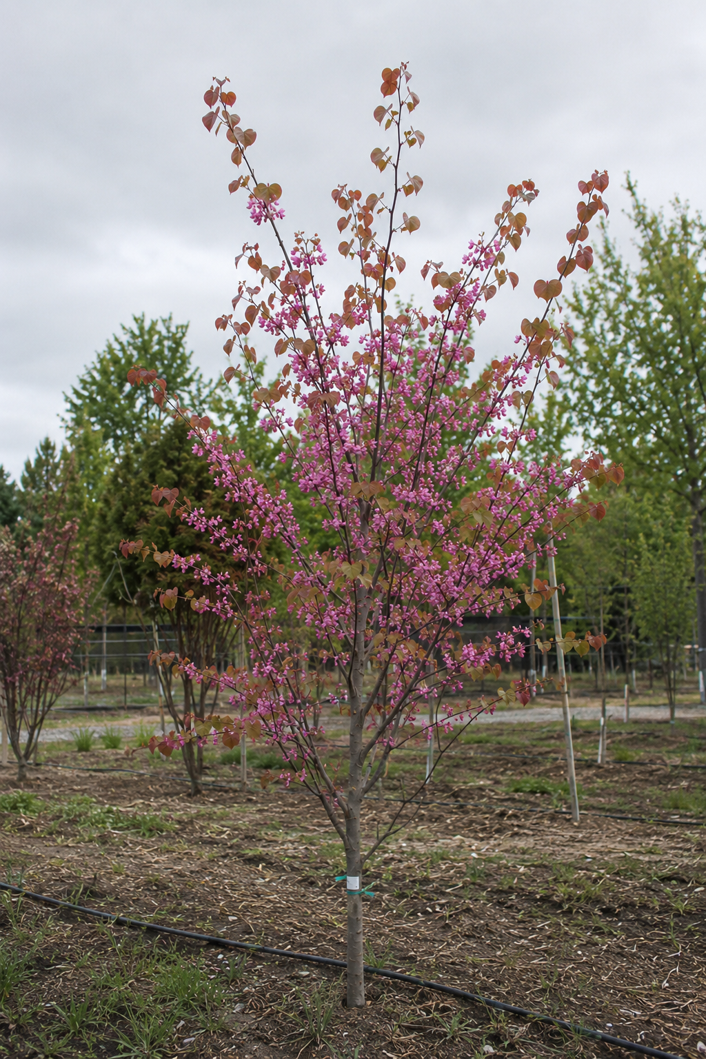 Heart’s Desire™ Eastern Redbud