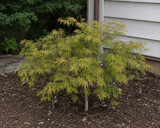 Mikawa Yatsubusa Japanese Maple