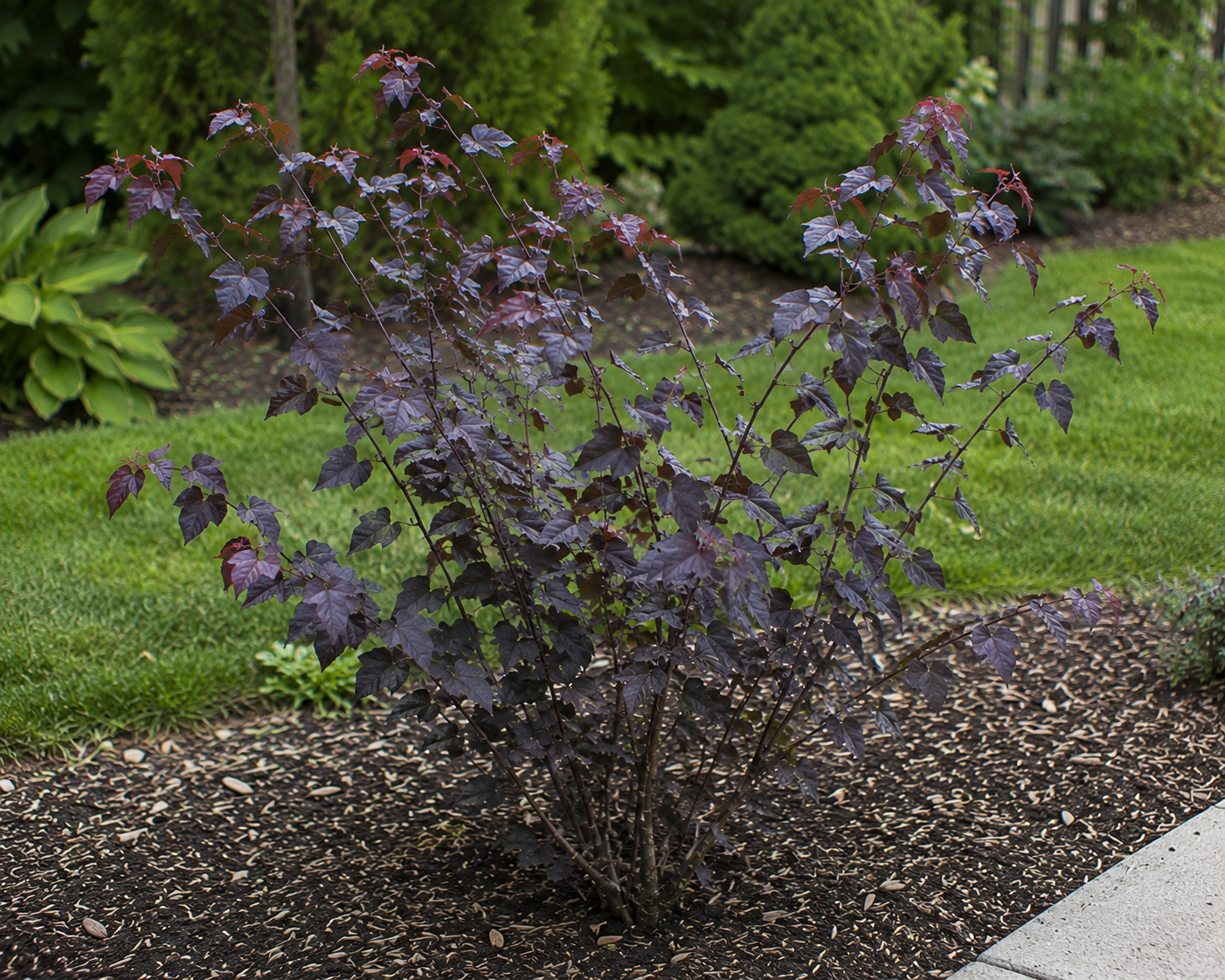 Midnight Express™ Eastern Redbud