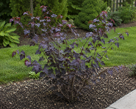 Midnight Expressâ Eastern Redbud