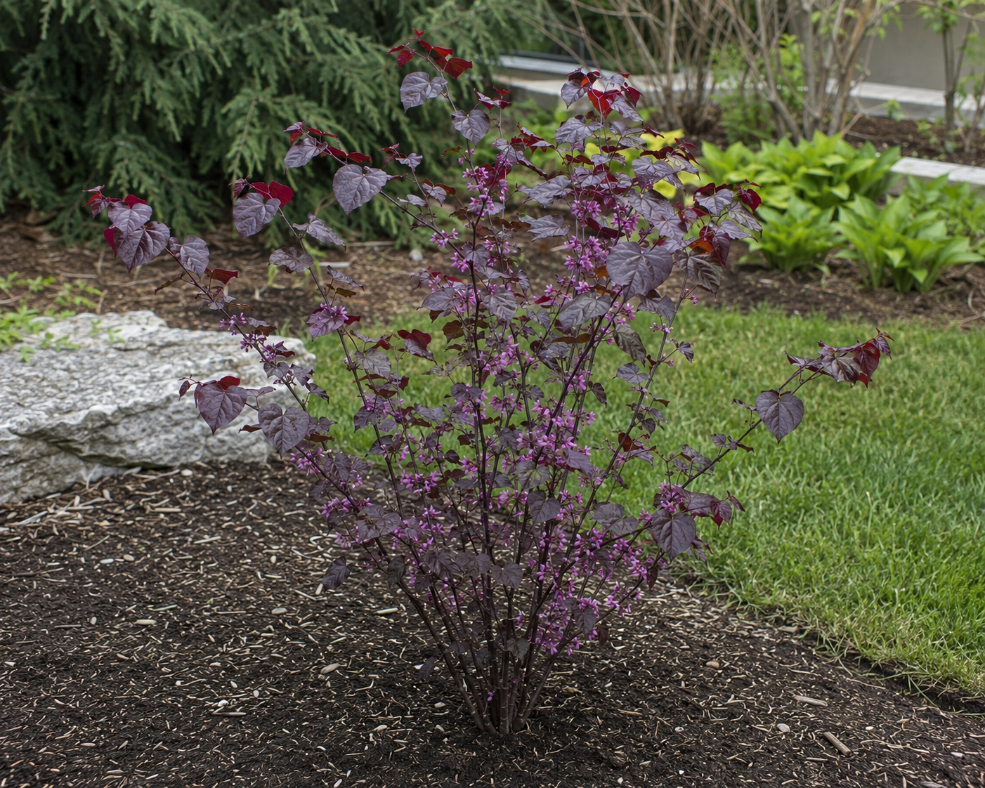 Merlot Eastern Redbud