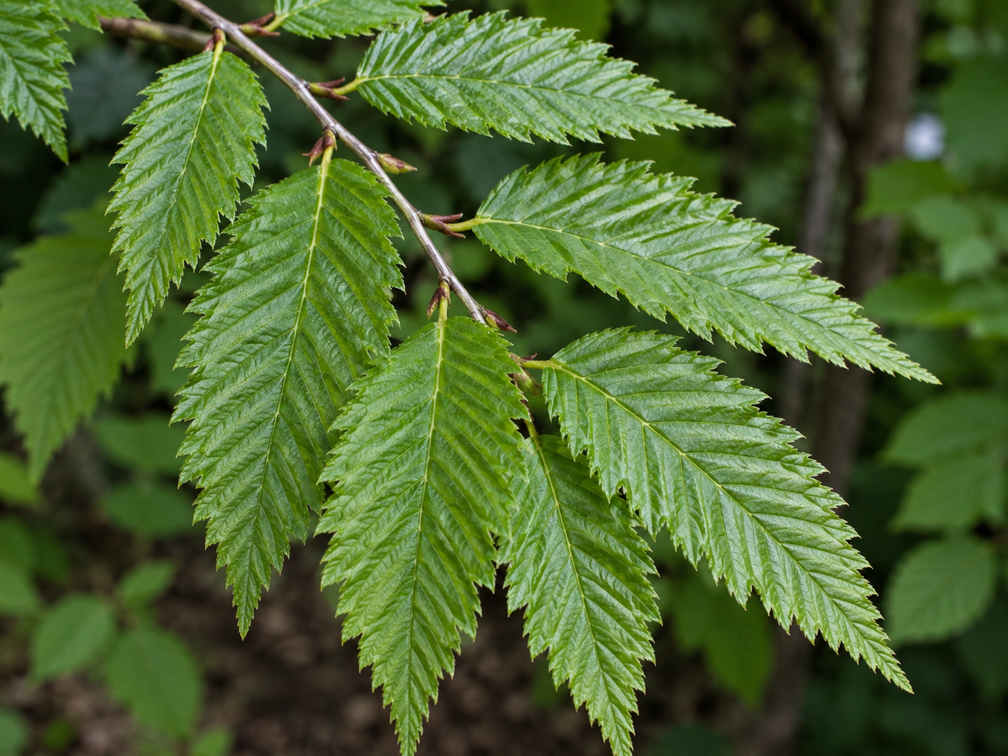 Fern leaved Beech