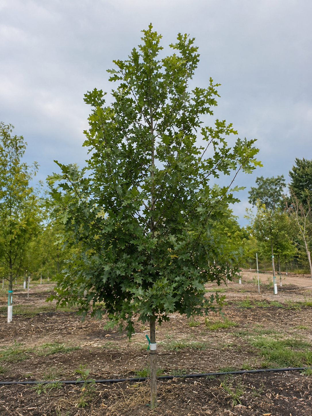 Forest Green® Oak