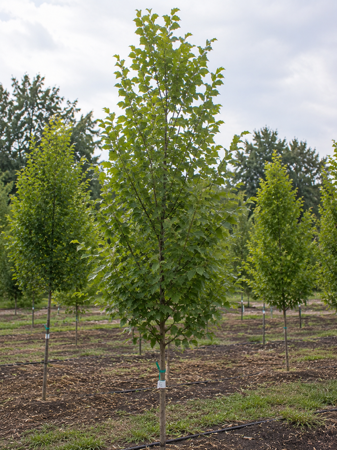Frans Fontaine European Hornbeam