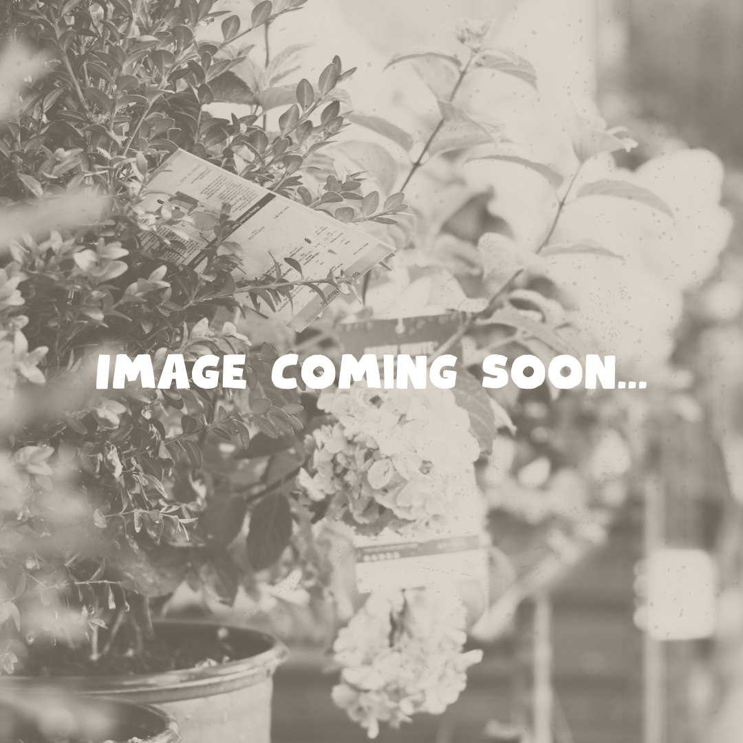 Image Coming Soon