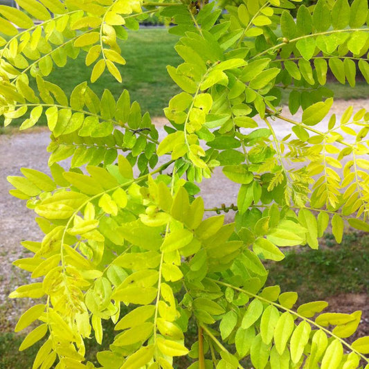 Sunburst® Locust