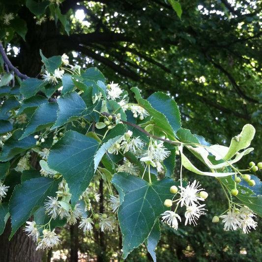Greenspire® Linden