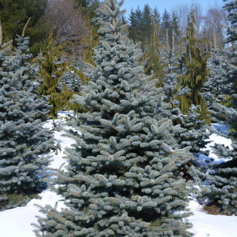 Baby Blue® Spruce
