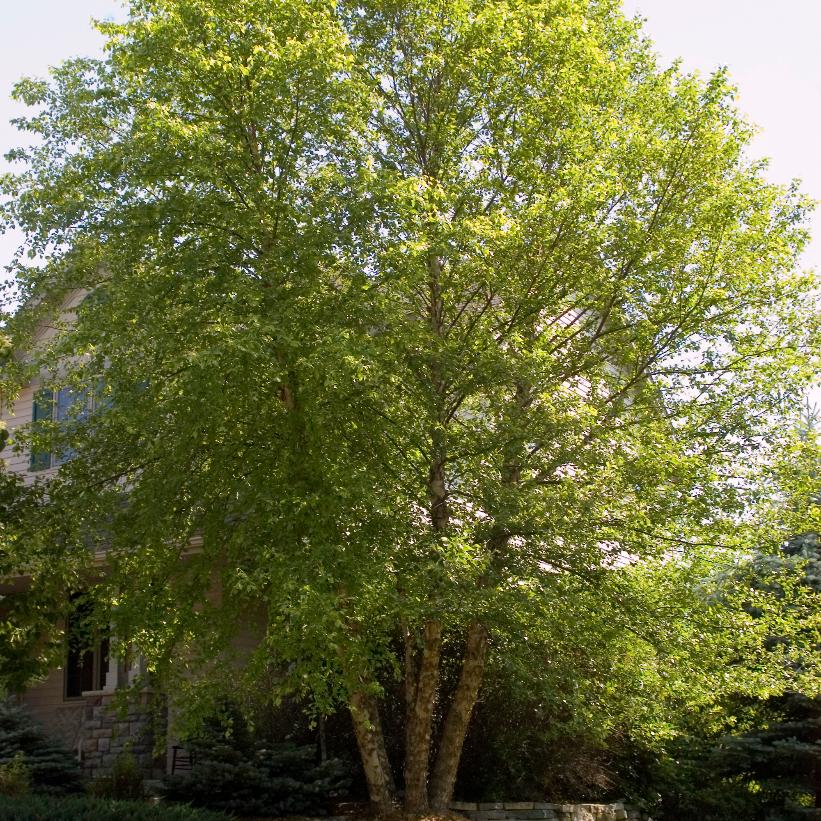 Heritage® Birch