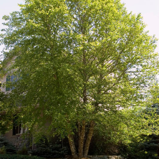 Heritage® Birch