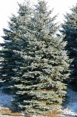 Fat Albert Spruce