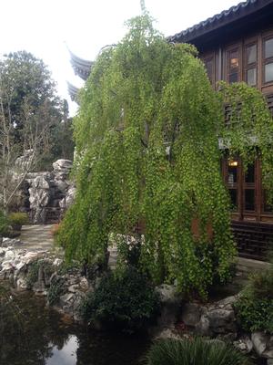 Weeping Katsura Tree