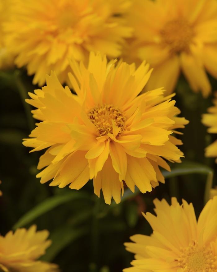 Double the Sun Coreopsis