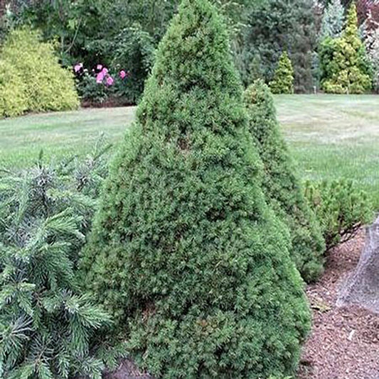 Dwarf Alberta Spruce