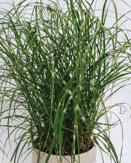 Dwarf Zebra Grass