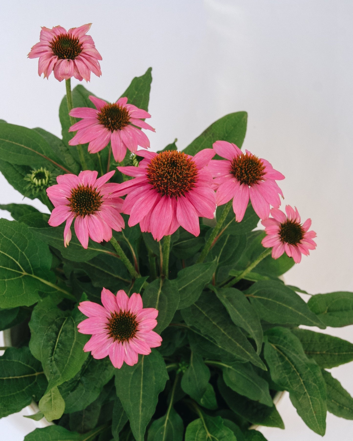 PowWow Wild Berry Coneflower