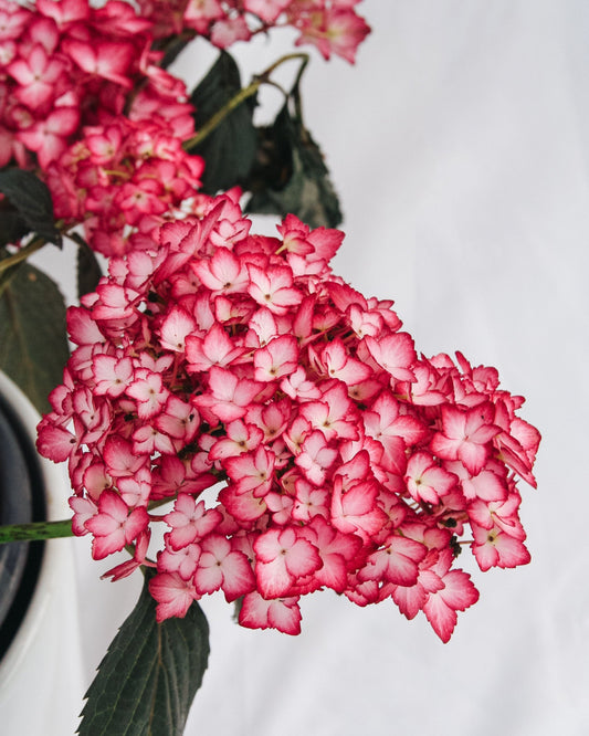Eclipse Hydrangea