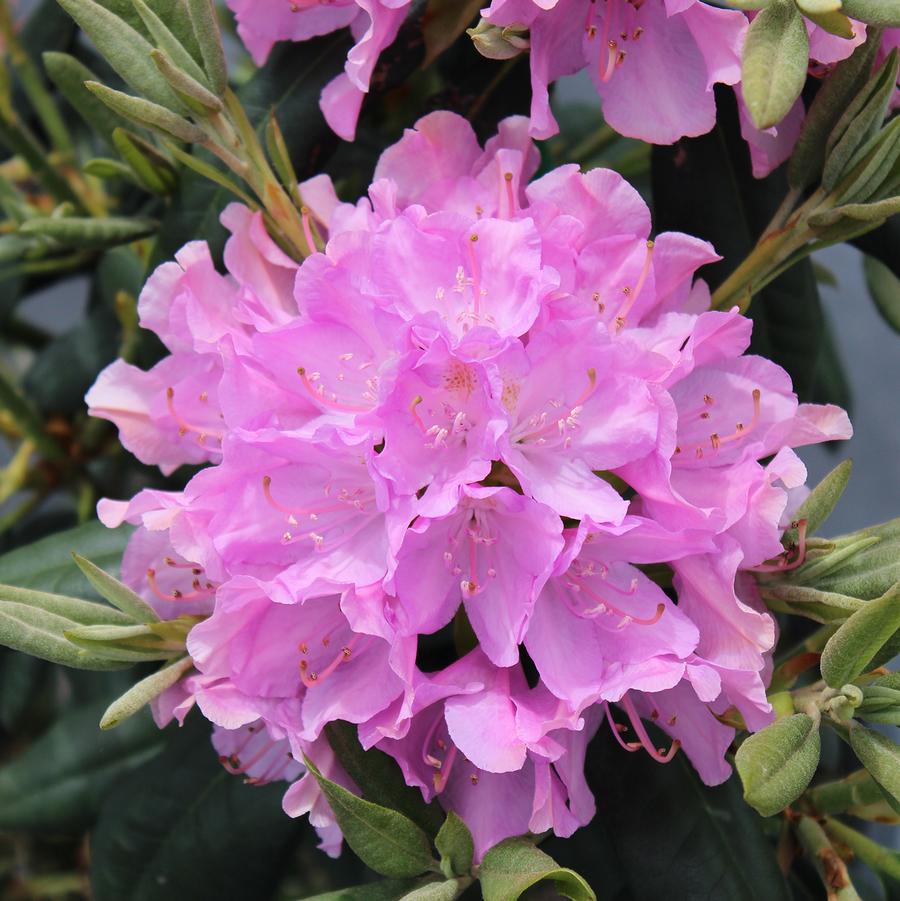 English Roseum Rhododendron